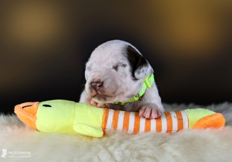 Female | colour white and liver, collar light green