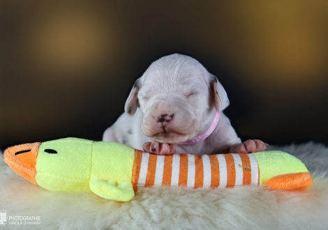 Female | colour white and liver, collar pink