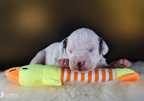 Female | colour white and liver, collar red