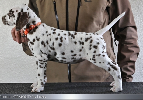 Female | colour white and liver, collar orange