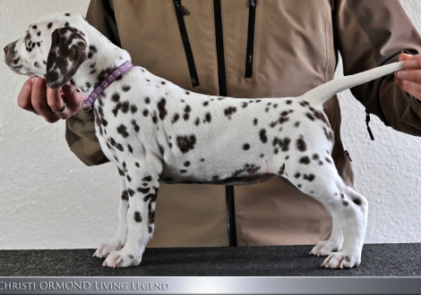 Female | colour white and liver, collar purple