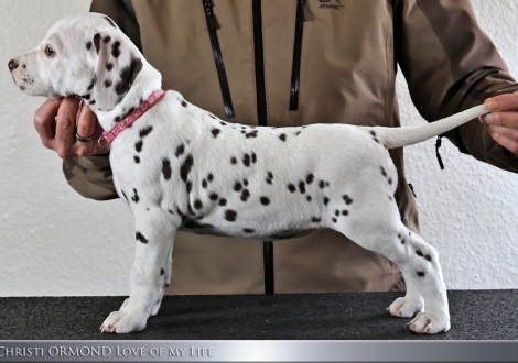 Female | colour white and liver, collar pink
