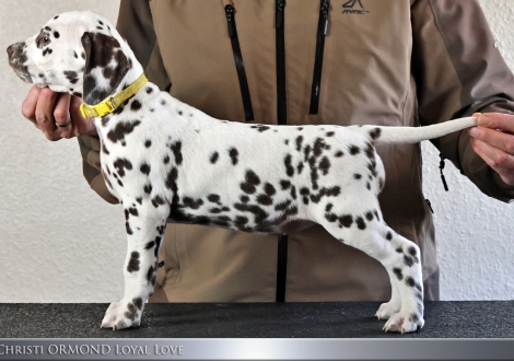 Female | colour white and liver, collar yellow