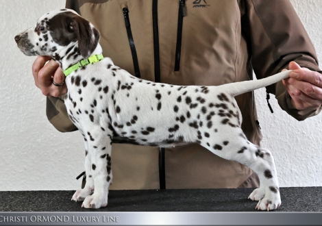 Female | colour white and liver, collar light green