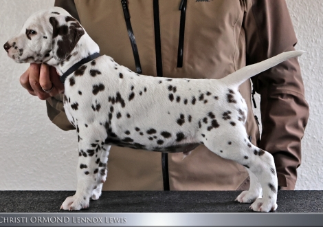 Male | colour white - liver, collar black