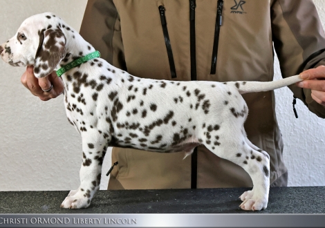 Male | colour white - liver, collar dark green