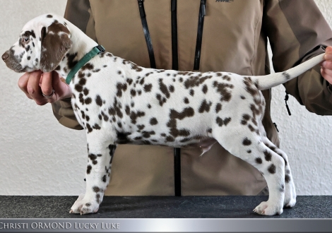 Male | colour white - liver, collar light blue