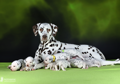 Christi ORMOND Biskaya Bay (called Kaya) with her Christi ORMOND LL - Litter 3rd week of life