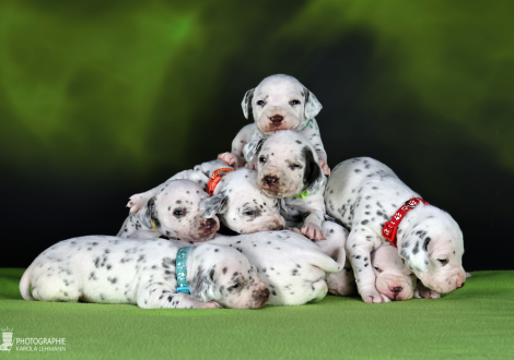 Photo impression Christi ORMOND LL - Litter 3rd week of life