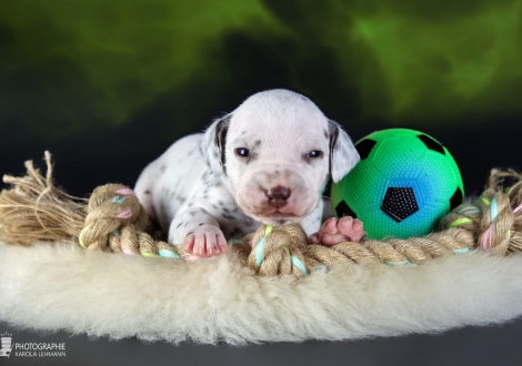 Male | colour white - liver, collar dark green