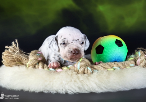 Male | colour white - liver, collar light blue