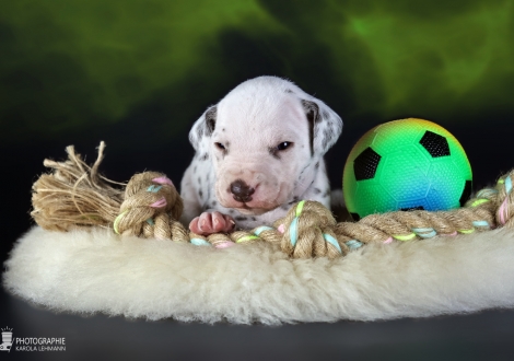 Male | colour white - liver, collar black