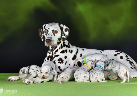 Photo impression Christi ORMOND LL - Litter 3rd week of life