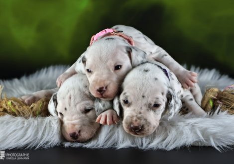 Females | colour white and liver, collar red, collar pink and collar purple