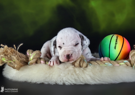 Female | colour white and liver, collar red