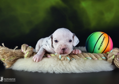 Female | colour white and liver, collar pink