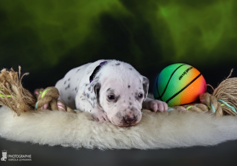 Female | colour white and liver, collar purple