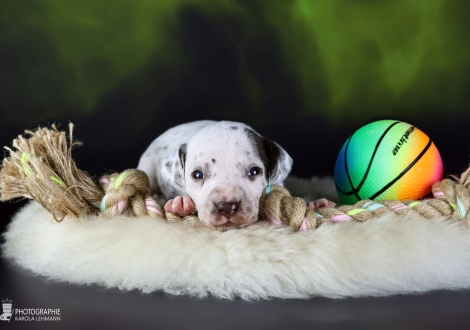 Female | colour white and liver, collar light green