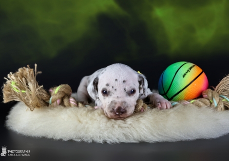 Female | colour white and liver, collar yellow