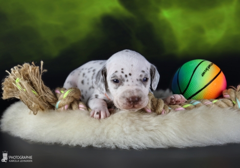 Female | colour white and liver, collar orange