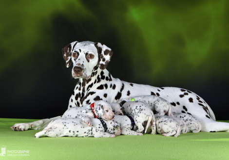 Christi ORMOND Biskaya Bay (called Kaya) with her Christi ORMOND LL - Litter 3rd week of life