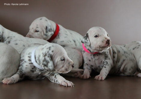 Photo Impressions Christi ORMOND M - Litter 2nd week of life