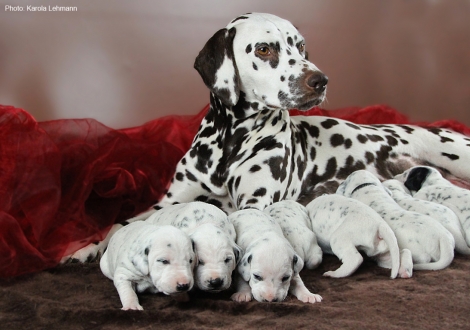 Christi ORMOND First Fairytale with her Christi ORMOND N - Litter 2nd week of life