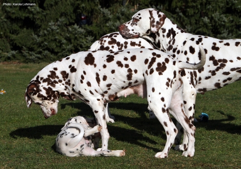 Grandma Mochaccino Dalmatian Dream (age 12 years) and our male Christi ORMOND Exquisite Selection visited the puppies