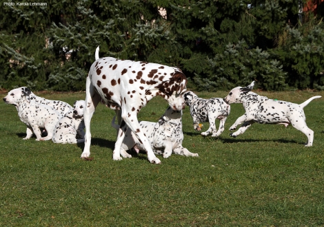Grandma Mochaccino Dalmatian Dream (age 12 years) visited the puppies