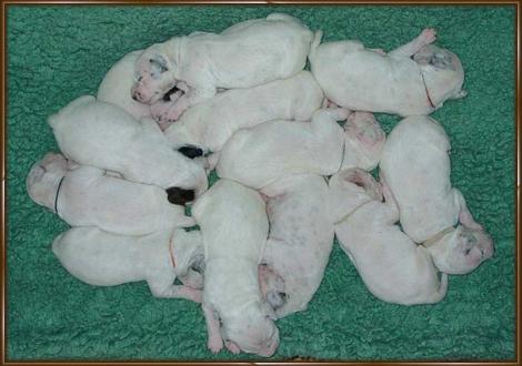 All 13 puppies, Christi ORMOND.......Males: Coppola, Corrado, Calypso, Codiac, Cappuccino, Camelot, Centurio, Chedano, Chevato and Cappinello. Females: Chanice, Croatia and Carissima