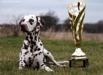 Our successful ORMOND exhibitors/dog handlers 2025