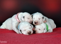 Photo Impressions of 1st week Christi ORMOND II - Litter