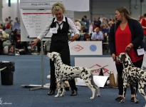 International Dog Show in Oldenburg - Germany