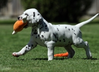Photo Impressions of 5th week Christi ORMOND HH - Litter