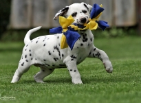 Photo Impressions of 6th week of life Christi ORMOND HH - Litter