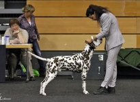 Holland - Cup Dog Show in Holland