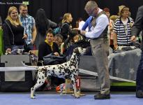 International Dog Show in Chemnitz - Germany