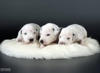 Photo Impressions of 2nd week Christi ORMOND Y - Litter