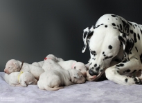 Our Christi ORMOND Y - Litter is born
