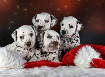 Photo Impressions of 4th week Christi ORMOND II - Litter