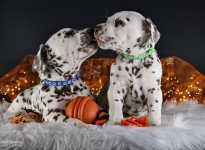 Photo Impressions of 5th week Christi ORMOND II - Litter