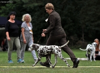 DZGD Club Winner Dog Show in Voehringen - Germany