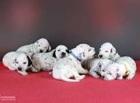 Fotoimpressionen der 2. Lebenswoche Christi ORMOND DD - Wurf