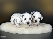 Fotoimpressionen der 3. Lebenswoche Christi ORMOND DD - Wurf