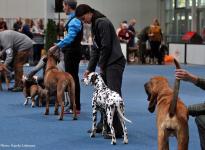 International Dog Show in Eindhoven - Netherland