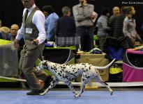 Regional Group Dog Show in Krosigk - Germany