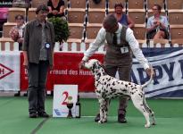 International Dog Show in Neumünster - Germany