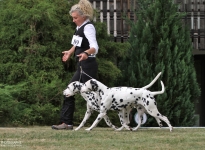Regional Group Dog Show in Harzgerode - Germany