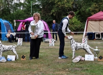 DZGD Club Winner Dog Show in Hilden - Germany