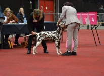 Martini Dog Show in Groningen - Niederlande
